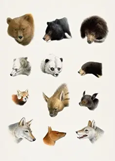 Animal Illustrations Prints: Antique Animal illustration. Beatiful animals of India, Burma and Tibet
