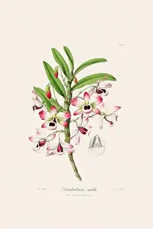 Vappodes Phalaenopsis Prints: Antique botanical illustration of a blooming orchid plant from a 19th-century book