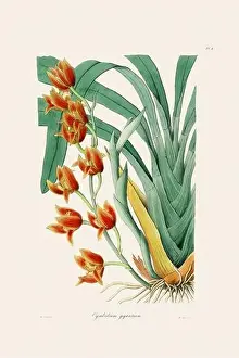 Antique botanical illustration of a blooming orchid plant from a 19th-century book. Circa 1830