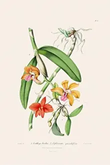 Vappodes Phalaenopsis Prints: Antique botanical illustration of a blooming orchid plant from a 19th-century book