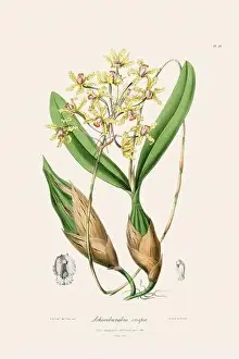 Vappodes Phalaenopsis Prints: Antique botanical illustration of a blooming orchid plant from a 19th-century book