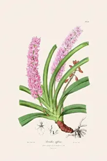 Vappodes Phalaenopsis Prints: Antique botanical illustration of a blooming orchid plant from a 19th-century book
