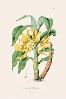 Vappodes Phalaenopsis Prints: Antique botanical illustration of a blooming orchid plant from a 19th-century book