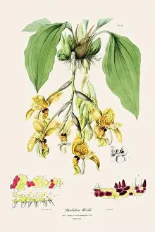 Vappodes Phalaenopsis Prints: Antique botanical illustration of a blooming orchid plant from a 19th-century book