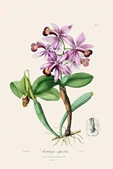 Vappodes Phalaenopsis Prints: Antique botanical illustration of a blooming orchid plant from a 19th-century book