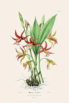 Vappodes Phalaenopsis Prints: Antique botanical illustration of a blooming orchid plant from a 19th-century book