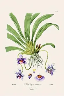 Antique botanical illustration of a blooming orchid plant from a 19th-century book. Circa 1830
