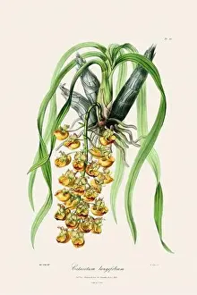Vappodes Phalaenopsis Prints: Antique botanical illustration of a blooming orchid plant from a 19th-century book