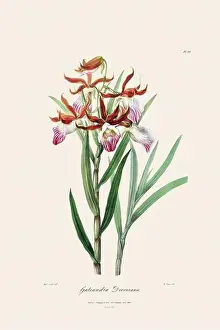Antique botanical illustration of a blooming orchid plant from a 19th-century book. Circa 1830