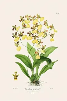 Vappodes Phalaenopsis Prints: Antique botanical illustration of a blooming orchid plant from a 19th-century book