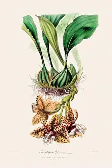 Vappodes Phalaenopsis Prints: Antique botanical illustration of a blooming orchid plant from a 19th-century book