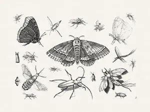 Spiders Prints: Antique Bugs Illustration: 17th-Century Insects by Jacob Hoefnagel - Butterflies