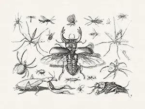 Bookplate Prints: Antique Bugs Illustration: 17th-Century Insects by Jacob Hoefnagel - Butterflies