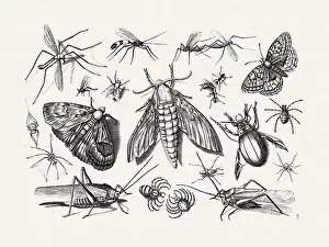 Spiders Prints: Antique Bugs Illustration: 17th-Century Insects by Jacob Hoefnagel - Butterflies