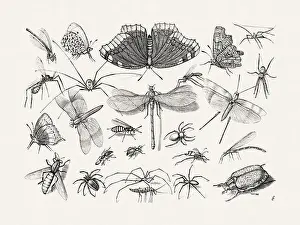Spiders Prints: Antique Bugs Illustration: 17th-Century Insects by Jacob Hoefnagel - Butterflies