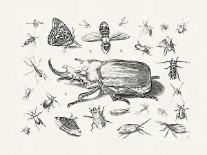 Antique Bugs Illustration: 17th-Century Insects by Jacob Hoefnagel - Butterflies