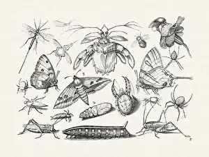 Spiders Prints: Antique Bugs Illustration: 17th-Century Insects by Jacob Hoefnagel - Butterflies