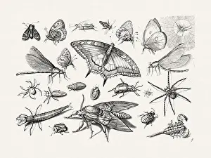Spiders Prints: Antique Bugs Illustration: 17th-Century Insects by Jacob Hoefnagel - Butterflies