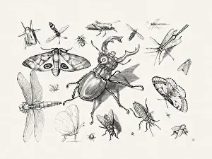 Spiders Prints: Antique Bugs Illustration: 17th-Century Insects by Jacob Hoefnagel - Butterflies