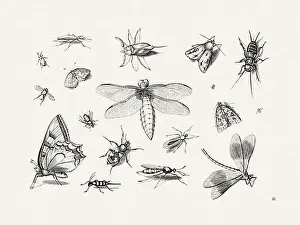 Spiders Prints: Antique Bugs Illustration: 17th-Century Insects by Jacob Hoefnagel - Butterflies
