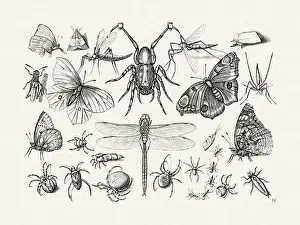 Antique Bugs Illustration: 17th-Century Insects by Jacob Hoefnagel - Butterflies