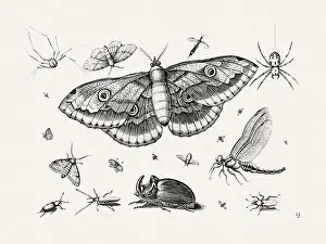 Bookplate Prints: Antique Bugs Illustration: 17th-Century Insects by Jacob Hoefnagel - Butterflies