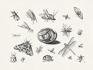 Antique Bugs Illustration: 17th-Century Insects by Jacob Hoefnagel - Butterflies