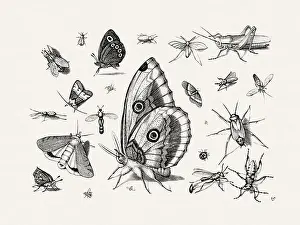 Spiders Prints: Antique Bugs Illustration: 17th-Century Insects by Jacob Hoefnagel - Butterflies