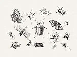 Spiders Prints: Antique Bugs Illustration: 17th-Century Insects by Jacob Hoefnagel - Butterflies