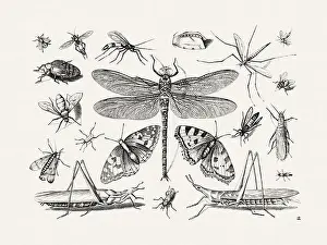Spiders Prints: Antique Bugs Illustration: 17th-Century Insects by Jacob Hoefnagel - Butterflies