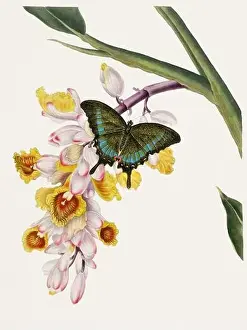 Antique butterfly illustration. Beautiful butterflies on beige watercolor paper background