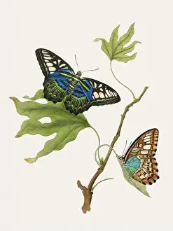 Butterfly Garden Prints: Antique butterfly illustration. Beautiful butterflies on beige watercolor paper background