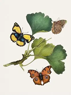 Butterfly Garden Prints: Antique butterfly illustration. Beautiful butterflies on beige watercolor paper background