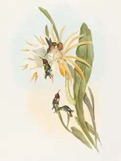 Hummingbirds Prints: Antique Hummingbird illustration by John Gould – circa 1861 - (Calothorax-Heliodori)