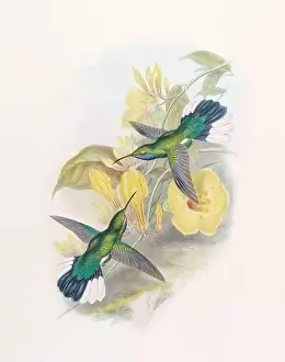 Hummingbirds Prints: Antique Hummingbird illustration by John Gould – circa 1861 - (Campylopterus Ensipennis)
