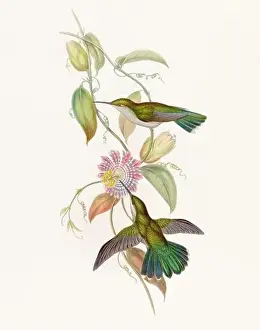 Hummingbirds Prints: Antique Hummingbird illustration by John Gould – circa 1861 - (Campylopterus Obscurus)