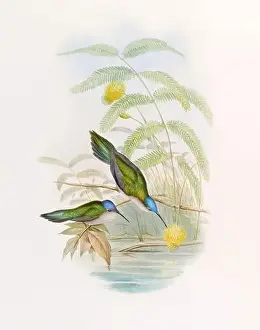Hummingbirds Prints: Antique Hummingbird illustration by John Gould – circa 1861 - (Campylopterus Pampa)