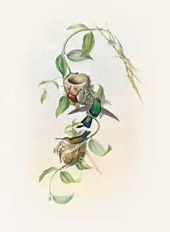 Hummingbirds Prints: Antique Hummingbird illustration by John Gould – circa 1861 - (Chlorostilbona Prasina)