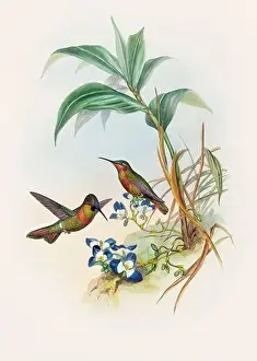 Hummingbirds Prints: Antique Hummingbird illustration by John Gould – circa 1861 - (Clytolaema Aurescens)
