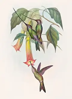 Hummingbirds Prints: Antique Hummingbird illustration by John Gould – circa 1861 - (Docimastes Ensiferus)