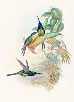 Hummingbirds Prints: Antique Hummingbird illustration by John Gould – circa 1861 - (Eugenia Imperatrix)