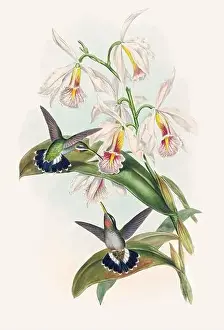 Hummingbirds Prints: Antique Hummingbird illustration by John Gould – circa 1861 - (Glausis Fraseri)