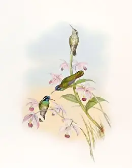 Hummingbirds Prints: Antique Hummingbird illustration by John Gould – circa 1861 - (Helyopaedica Melanotis)