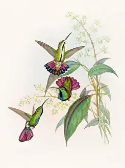 Hummingbirds Prints: Antique Hummingbird illustration by John Gould – circa 1861 - (Lampornis Prevosti)