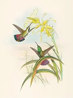 Antique Hummingbird illustration by John Gould – circa 1861 - (Lampornis-Veraguensis)