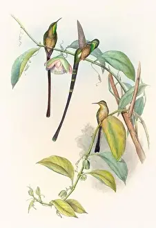 Hummingbirds Prints: Antique Hummingbird illustration by John Gould – circa 1861 - (Lesbia Amaryllis)