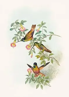 Hummingbirds Prints: Antique Hummingbird illustration by John Gould – circa 1861 - (Melianthea Eos)