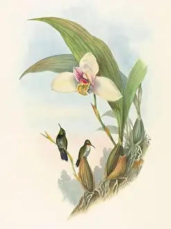 Hummingbirds Prints: Antique Hummingbird illustration by John Gould – circa 1861 - (Myabeillia-Typica)