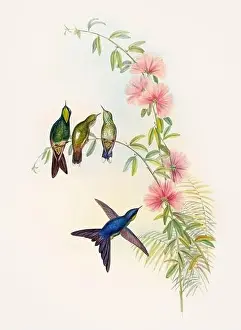 Hummingbirds Prints: Antique Hummingbird illustration by John Gould – circa 1861 - (Ramphomicron Microrhyncha)
