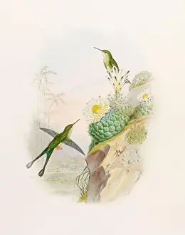 Hummingbirds Prints: Antique Hummingbird illustration by John Gould – circa 1861 - (Spathura Scissiura)